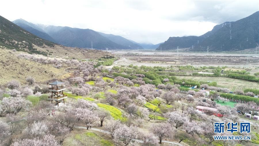 西藏林芝嘎拉村桃花林内桃花竞相开放(4月2日摄,无人机照片)