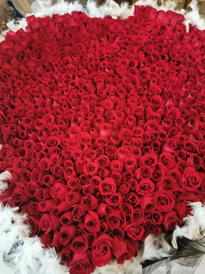 杨钰莹生日收到巨大玫瑰花束