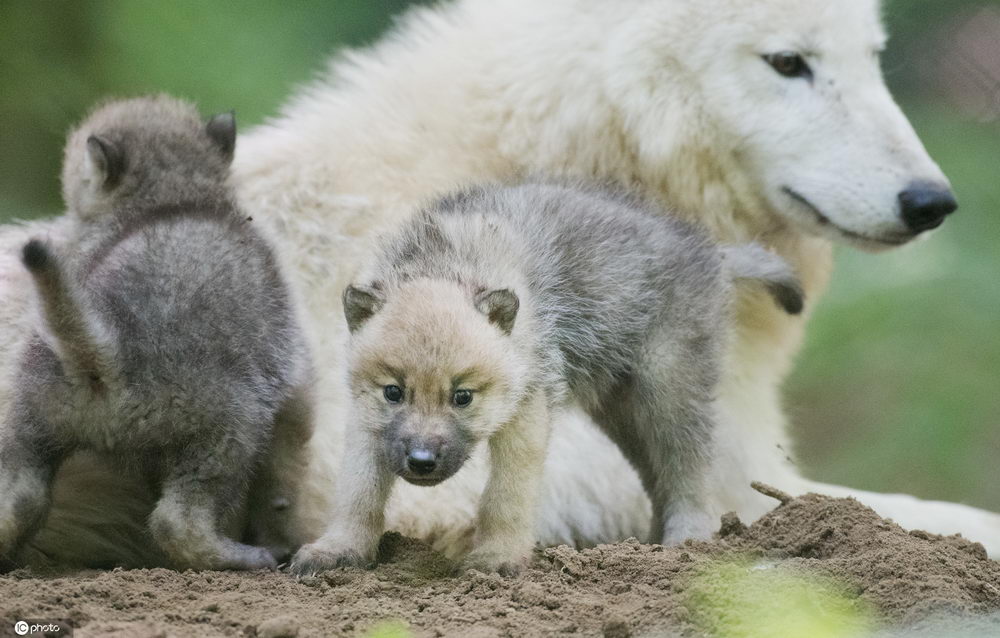 简直萌翻了!儿童节晒晒动物界近期新生宝宝