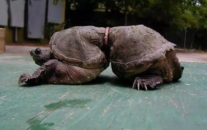 俄羅斯北部新地群島(novaya zemlya)上一個小鎮,本不是群居動物的北極